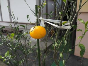 お茶会(長)